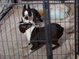 Parade amoureuse et saillie d'un couple de Boston Terrier