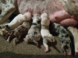 Une mère allaite une portée de Catahoula Bulldog