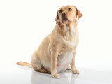 Une chienne Labrador gestante