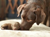 Une chienne Labrador Retriever et son chiot nouveau-né