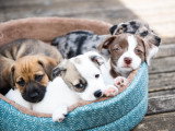 Des chiots de toutes les couleurs dans un panier