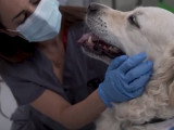Les chiens aussi peuvent faire un don de sang