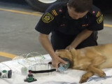 Des pompiers équipés pour réanimer les chiens
