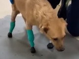 Un chien amputé des quatre pattes recommence à marcher
