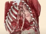L'imagerie médicale vétérinaire : radiographie, endoscopie…