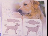 Comment savoir si un chien est en surpoids, et que faire