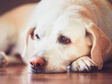 Un chien Labrador souffrant d'anémie