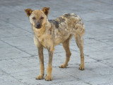 Un chien atteint de teigne