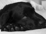 Un chien noir malade se repose sur un lit