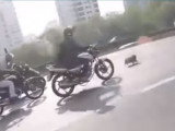 Des motards sauvent un chien perdu sur l'autoroute