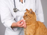 Un chat roux ausculté