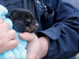 Un chiot sauvé d'une canalisation après 12 heures d'enfer