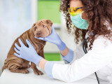 La gastro chez le chien : causes, symptômes et traitement