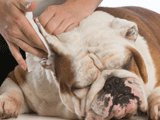 Recette de vinaigrette anti-puces pour chien ou chat