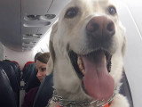 Un éleveur de chiens face à un incendie qui se rapproche dangereusement