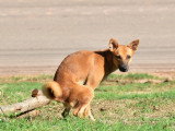 Le coronavirus canin : symptômes, traitement...