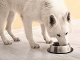 Un beau chien blanc mange dans sa gamelle