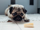 Un Carlin observe un morceau de fromage posé devant lui