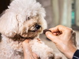 Un homme donne un vermifuge à son Caniche