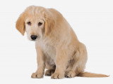 Un chiot avec un air triste