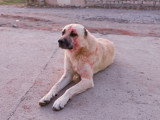 Un chien qui saigne à la tête est allongé dans la rue