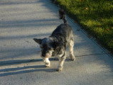 Un petit chien en train de boiter dans la rue