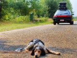 L'assurance pour chien : un moyen de limiter les abandons et les euthanasies ?