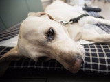 Un chien malade allongé sur un canapé