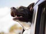Un chien heureux passe la tête par la fenêtre d'une voiture