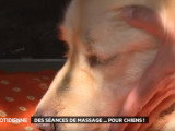 Séance de massage pour chien