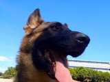 Comment aider un chien à gérer une forte chaleur ?