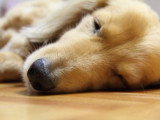Un chien malade couché sur le parquet