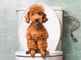 Un Caniche assis sur les toilettes