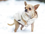 Un Chihuahua avec un manteau marche dans la neige
