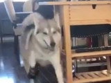 Un Northern Inuit adore ses chaussures