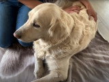 Comment masser son chien