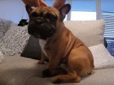 Recette d'antipuces naturel pour chien