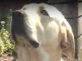Soigner son chien avec l'aloe vera
