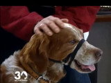 Faut-il assurer son chien ?