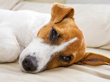 Un Jack Russel malade allongé sur le lit