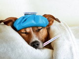 Un Jack Russell fiévreux avec une bouillotte et un thermomètre