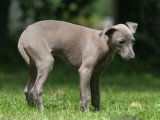 Un chien malade debout dans l'herbe