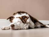 L'insuffisance hépatique aiguë chez le chien