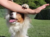 Séance de rééducation pour Leyla, une chienne Kooikerhondje souffrante