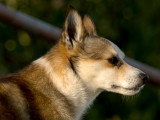 20 races de chien rustiques