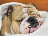 Un chien de type Bouledogue en plein sommeil