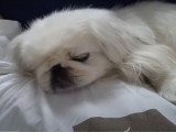 Ronflements sonores d'un Pekinois endormi