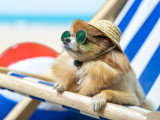 Un petit chien à la plage avec un chapeau de paille et des lunettes de soleil