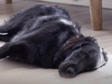 La maladie de Lyme, transmise au chien par les tiques