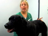 Comment s'y prendre pour connaître la température d'un chien